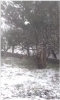 تساقط الثلوج بغزارة في عجلون راس منيف