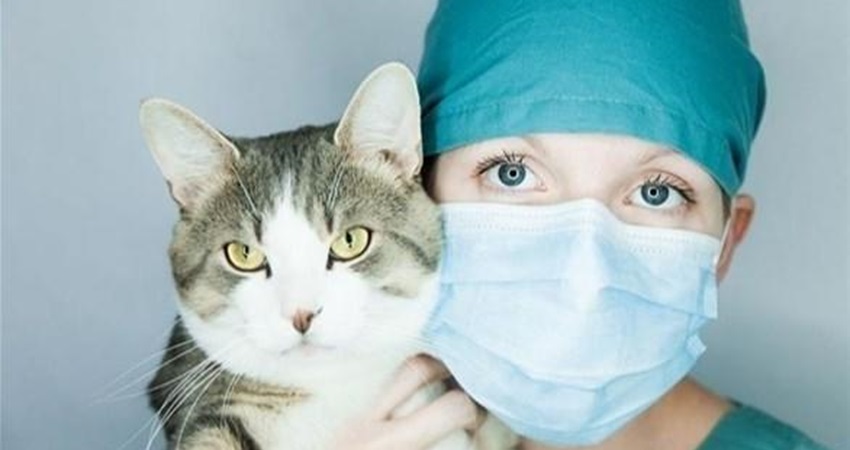طبيب يحذر النساء من النوم إلى جانب القطط