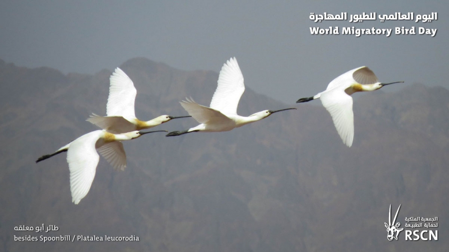 الملكية لحماية الطبيعة تحتفل باليوم العالمي للطيور المهاجرة
