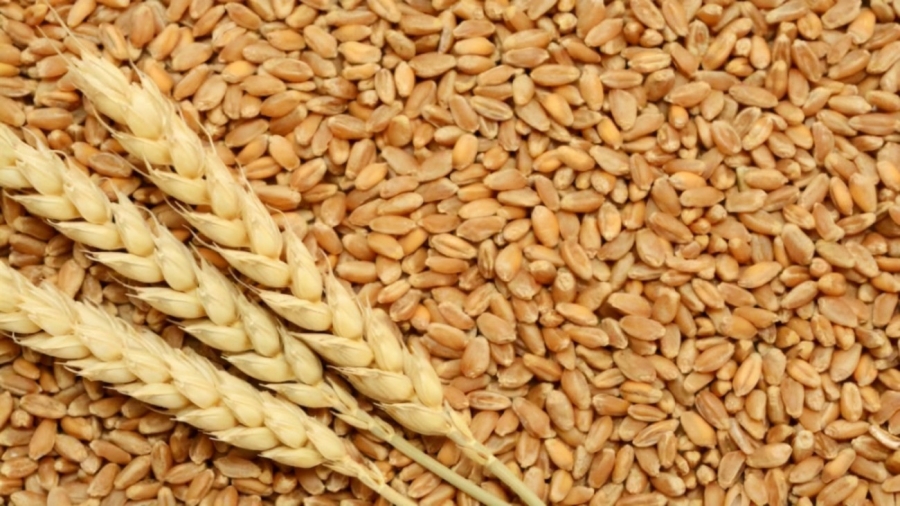 وزير الزراعة سنتحقق من شهادات منشأ محلية لزراعة القمح والشعير