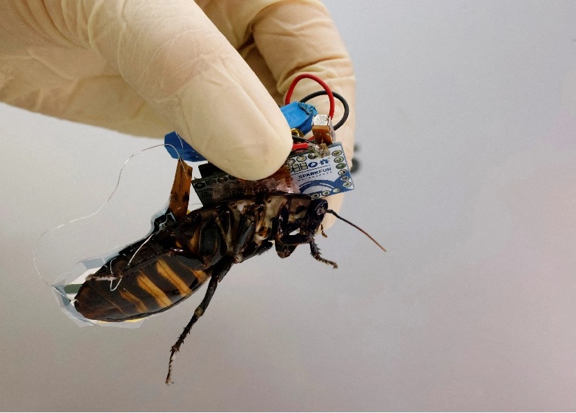 الصراصير قد تنقذ أرواح البشر اليابان تطور تقنية تسمح للحشرات بالوصول إلى الناجين من الكوارث