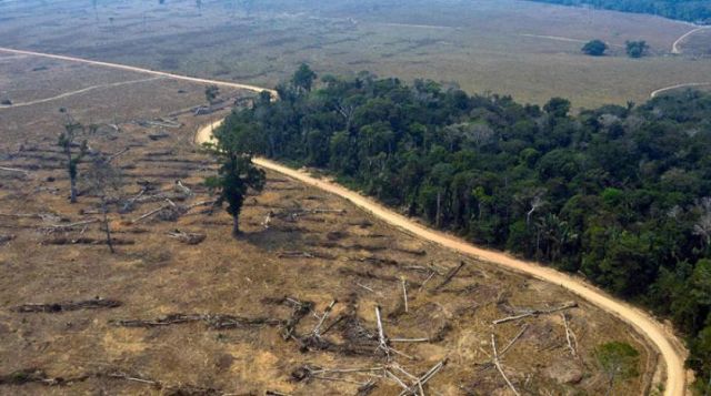 اتفاق أوروبي يحظر منتجات تساهم في إزالة الغابات